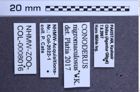 Etiketten zu Conoderus nigromaculosus (NHMW-ZOO-COL-0008016)